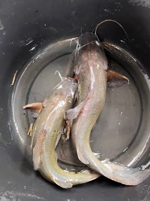 Two raw beong fish, a freshwater fish similar to catfish, in a basin