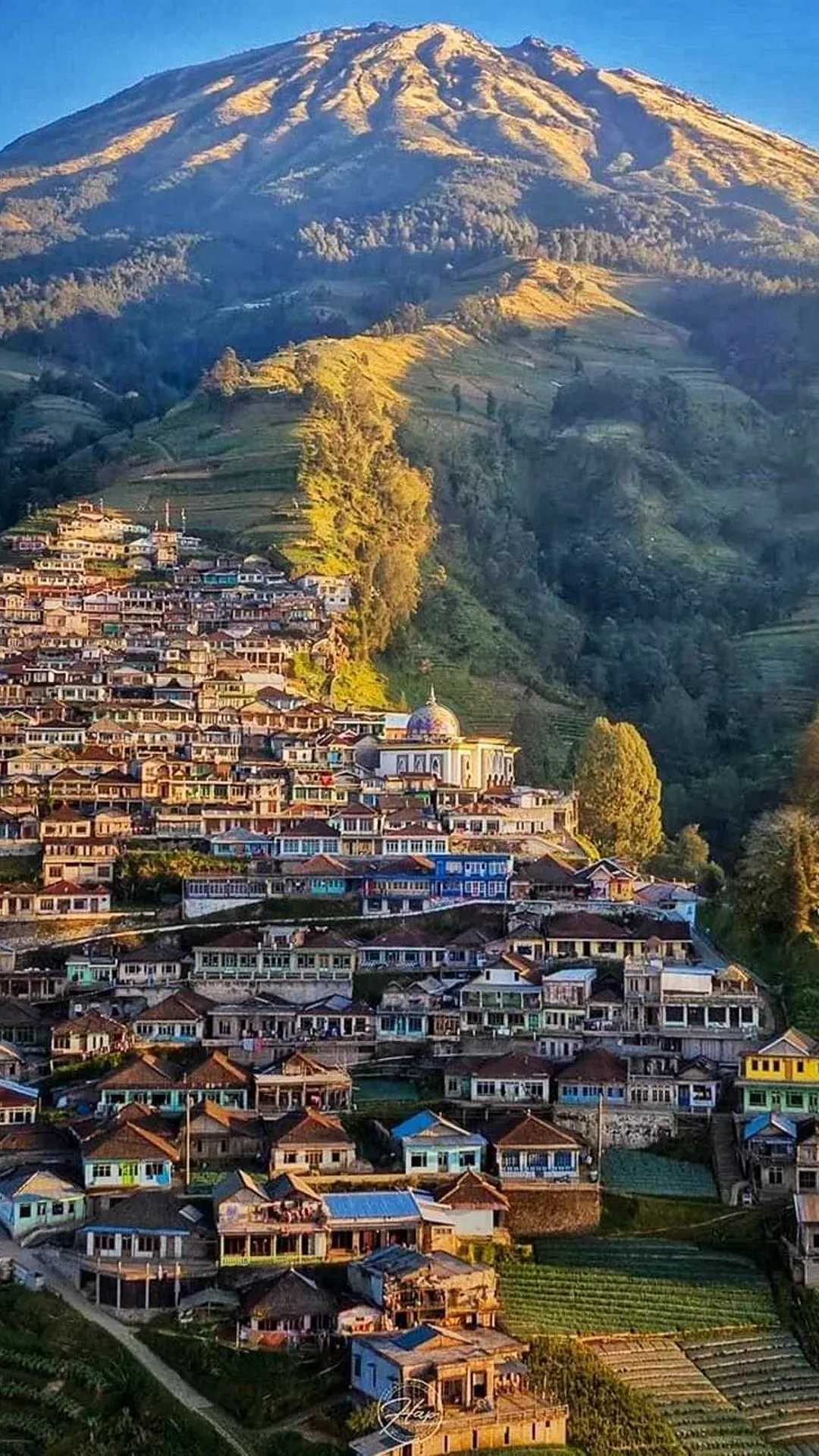 Mobile wallpaper of terraced fields in Dusun Butuh seen close up