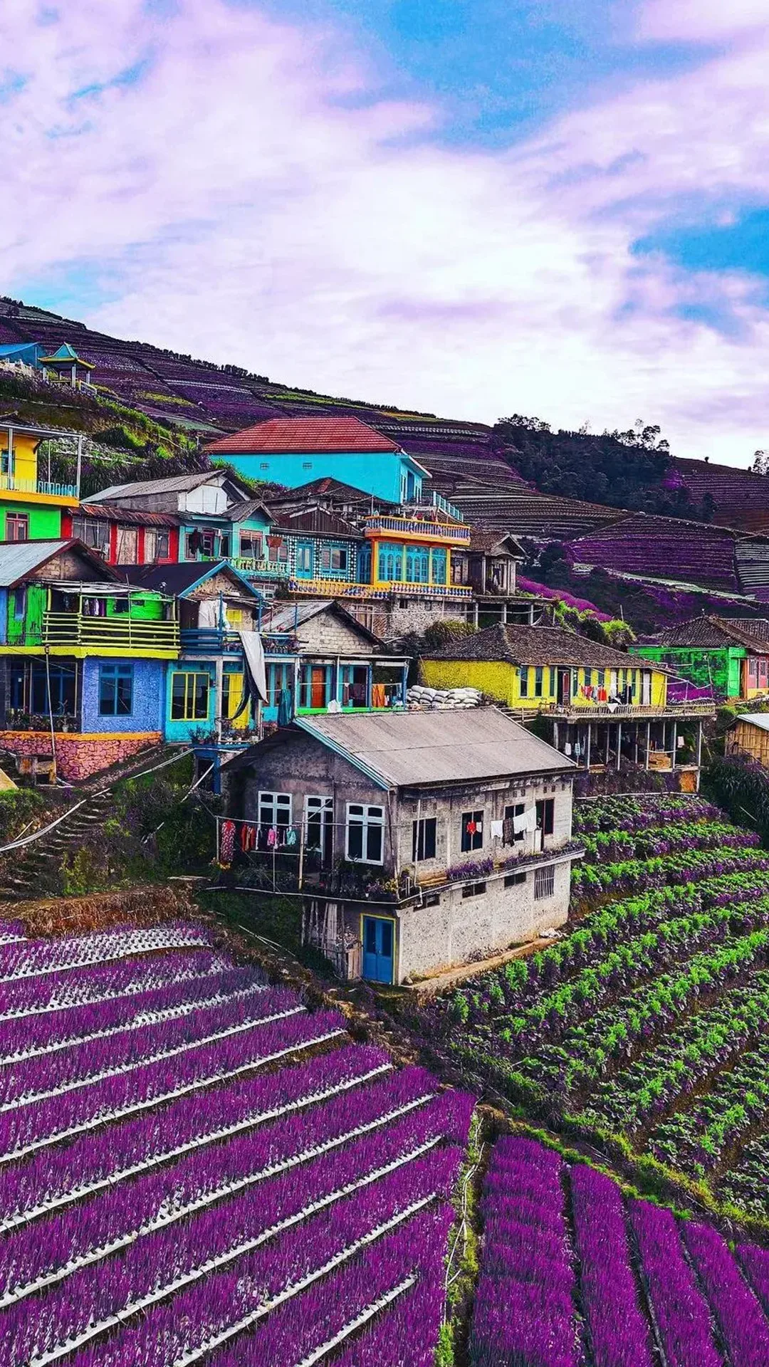Phone wallpaper of crops with the terraced hillside behind at Nepal Van Java