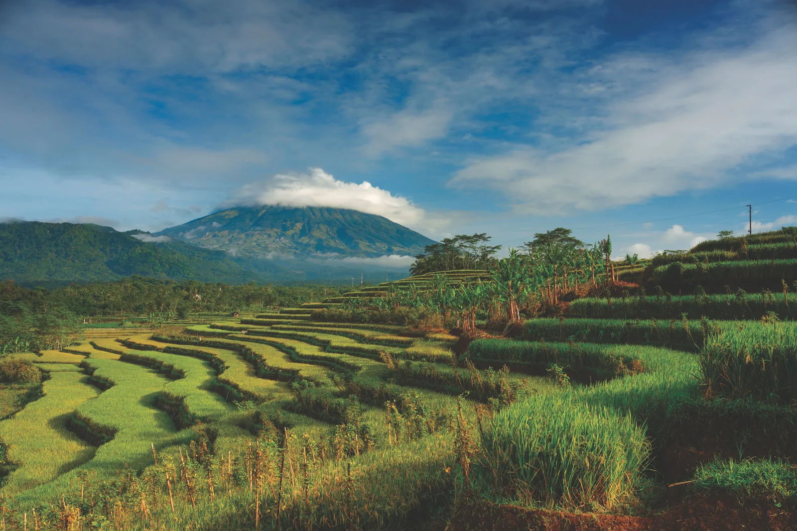 Rice terraces in the Magelang regency