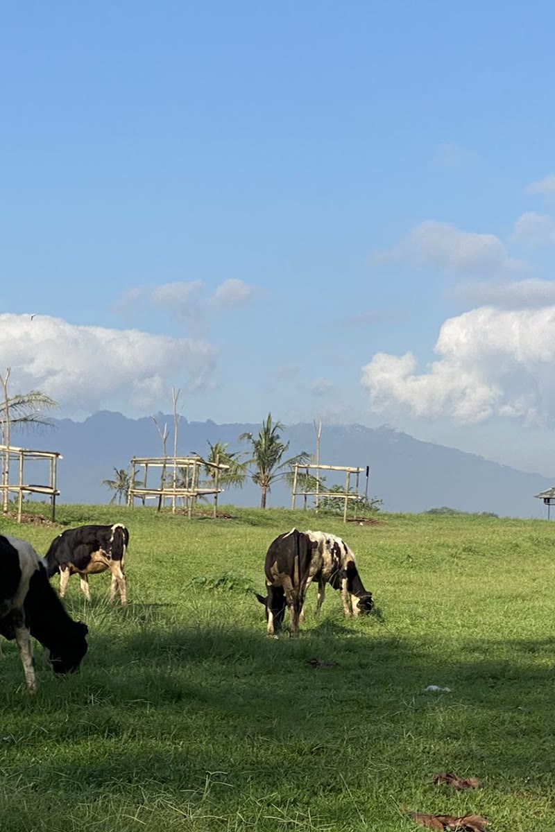 Propang Ranch: Open-Air Dairy Farm with Volcano Views - Pin this for later