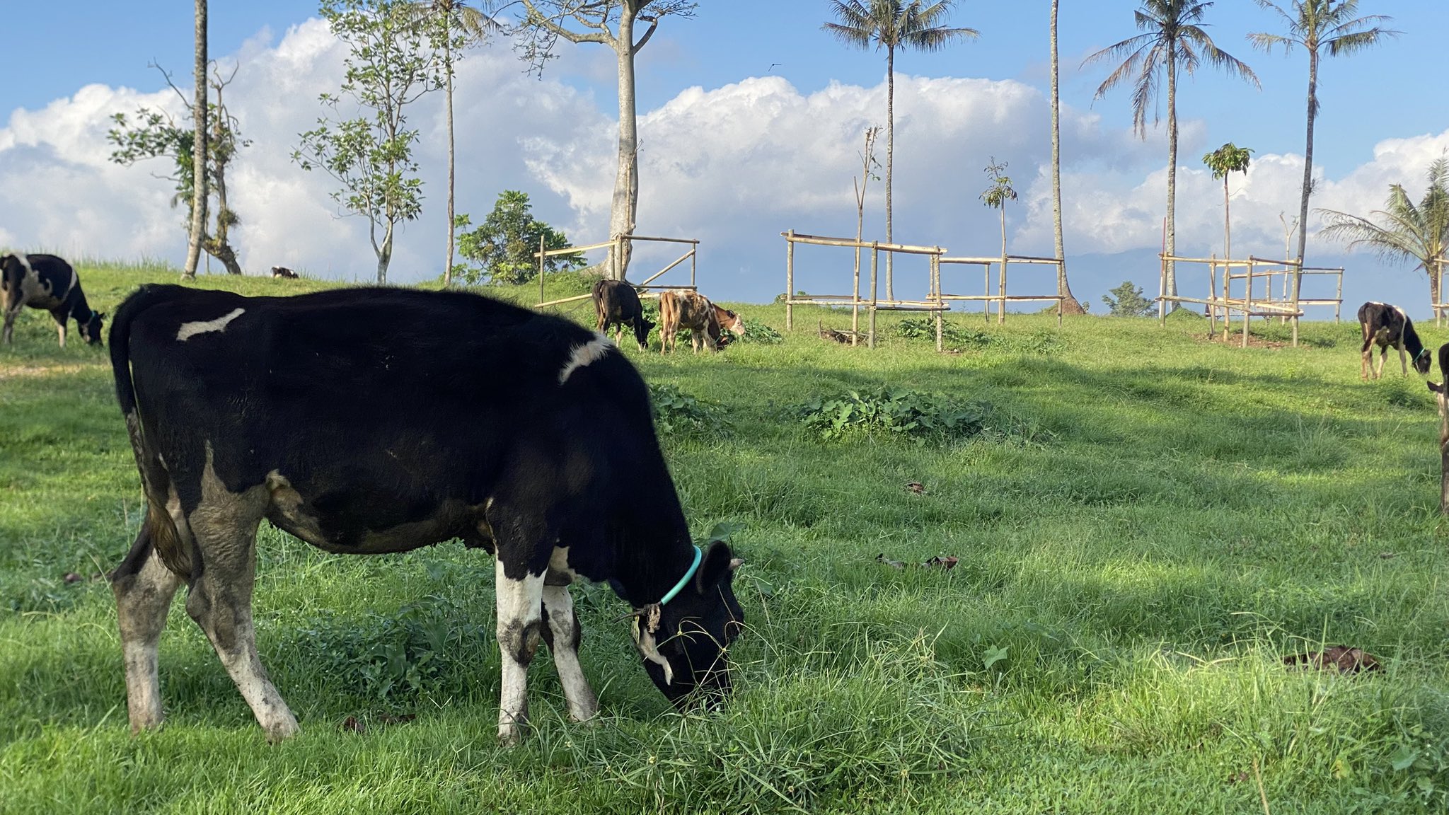 Dairy cows grazing close together on the pasture