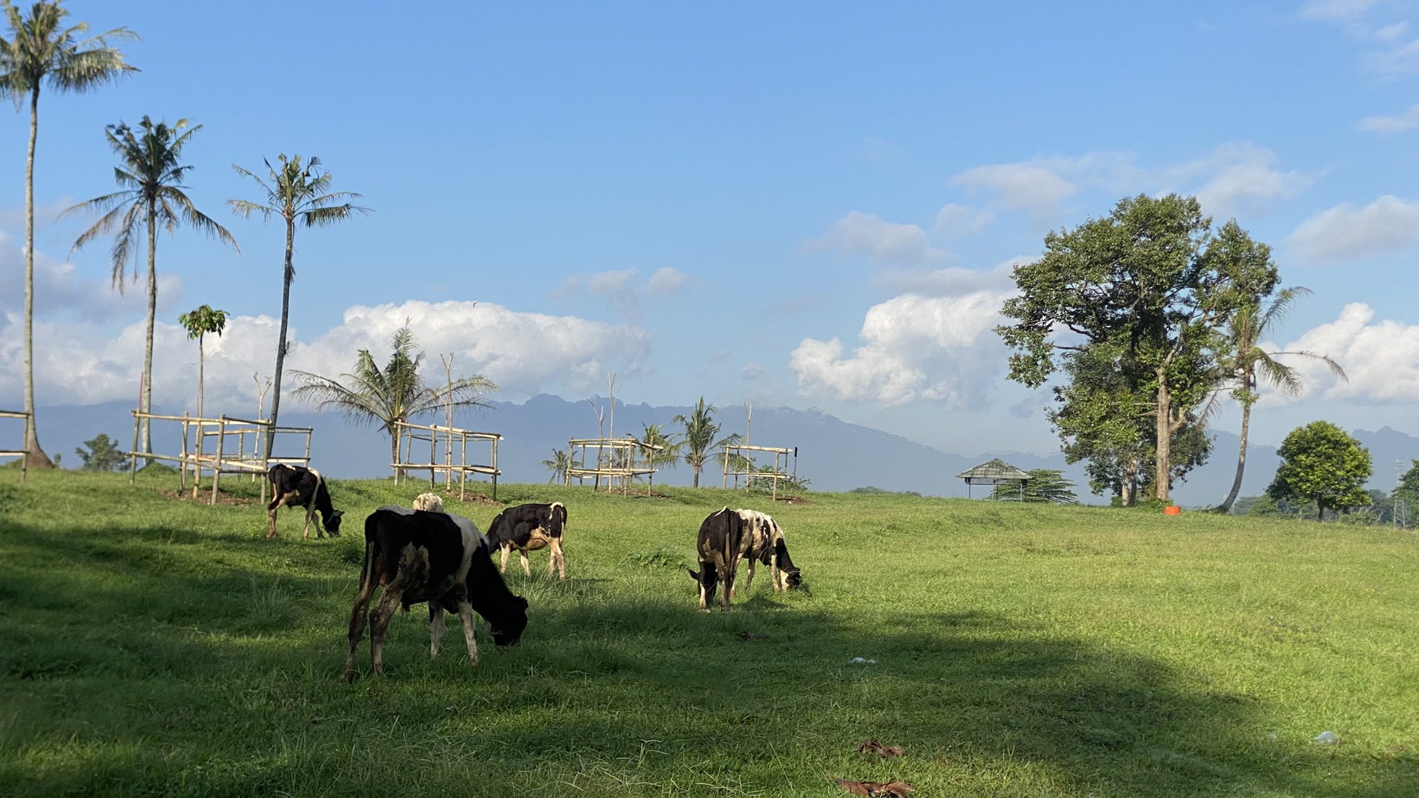 Dairy cows grazing in an open pasture with a mountain backdrop