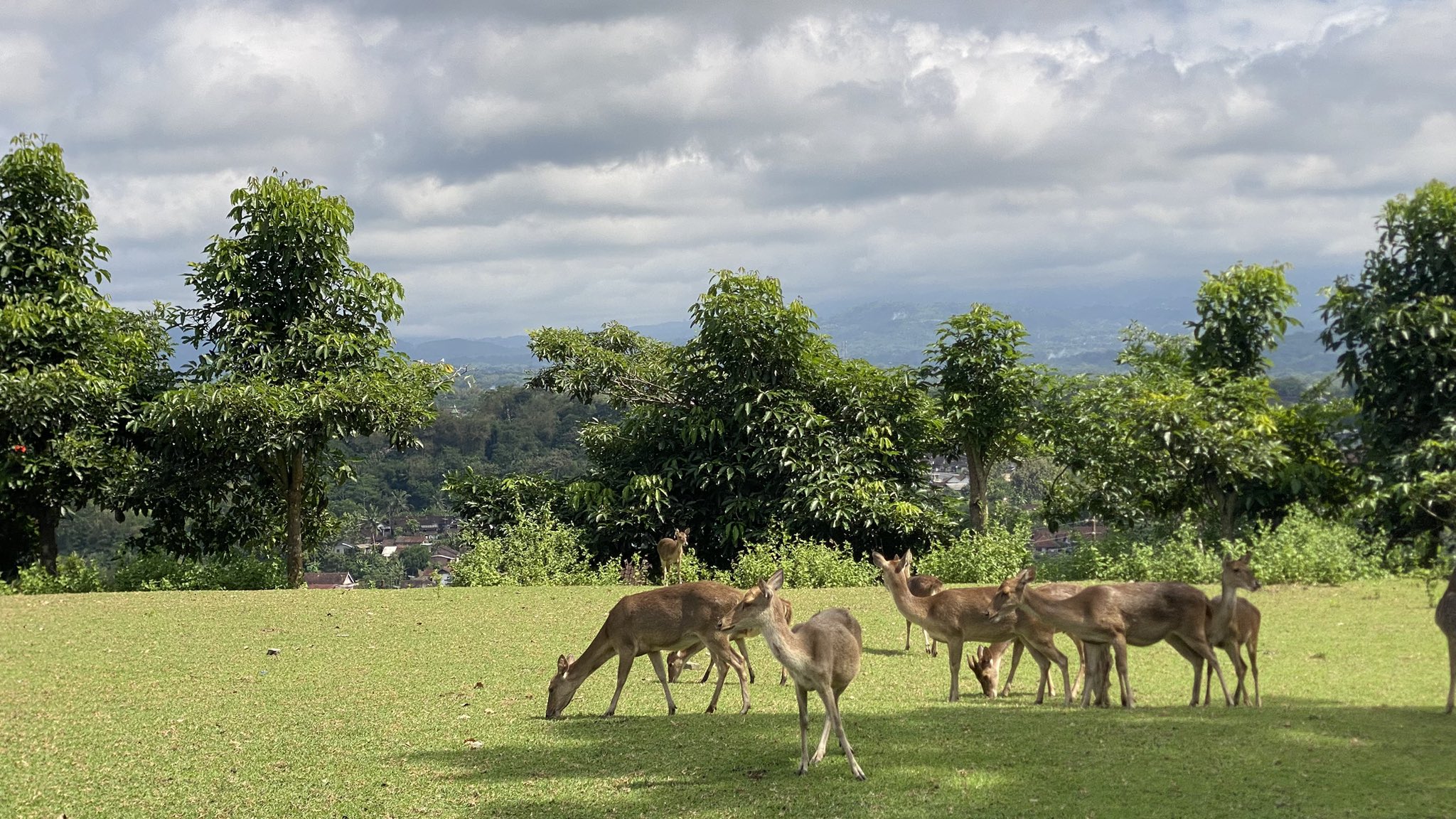 A wide view of the deer herd resting on the ranch grassland