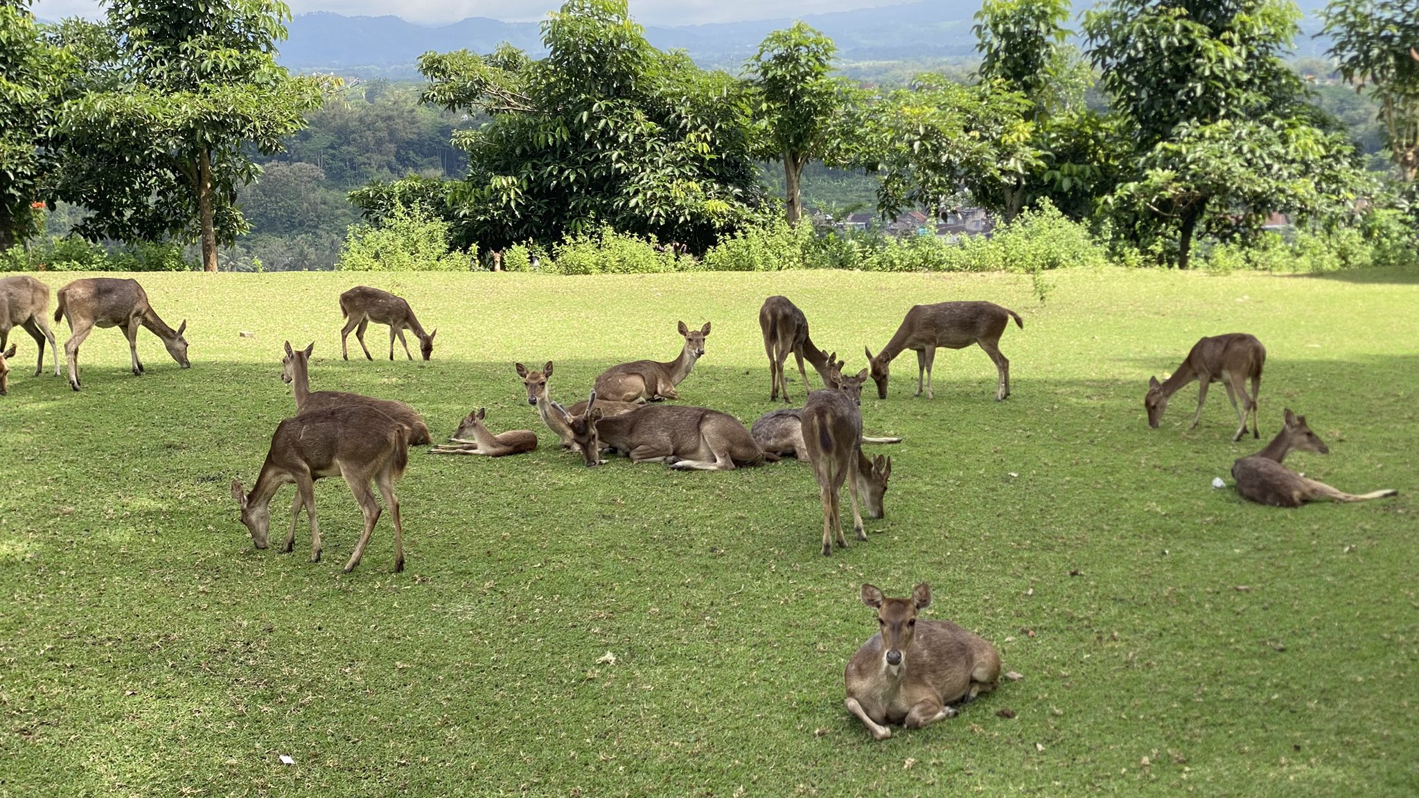 Deer resting and grazing in the ranch animal area