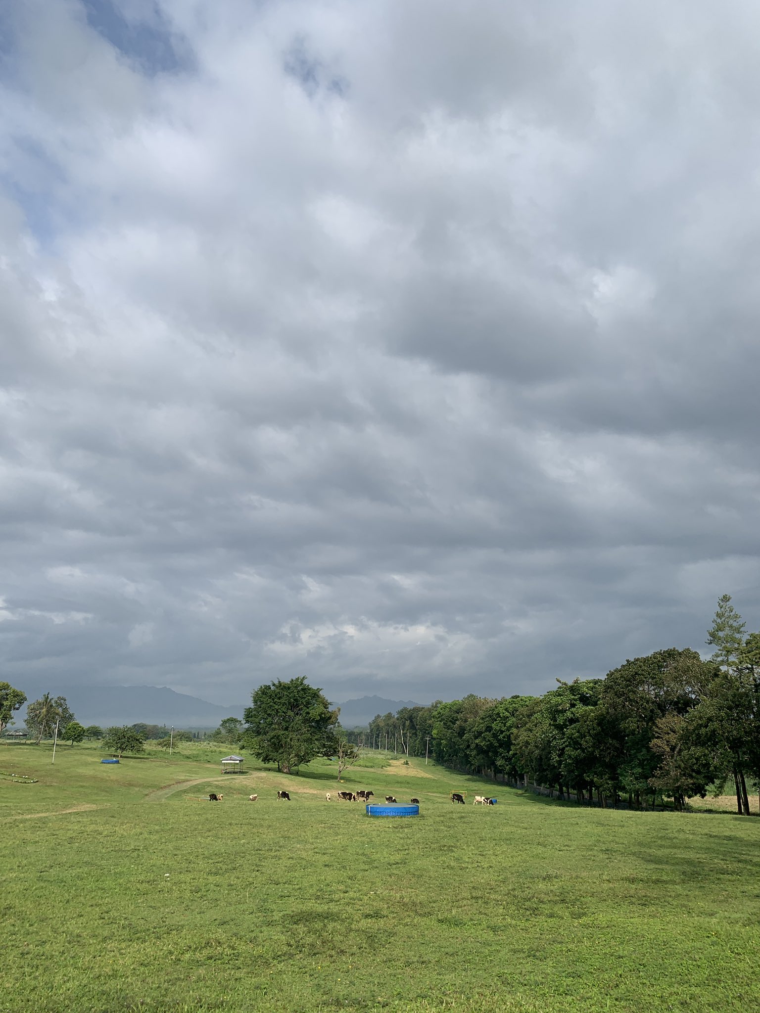 Green grassland under a dramatic sky at Propang Ranch
