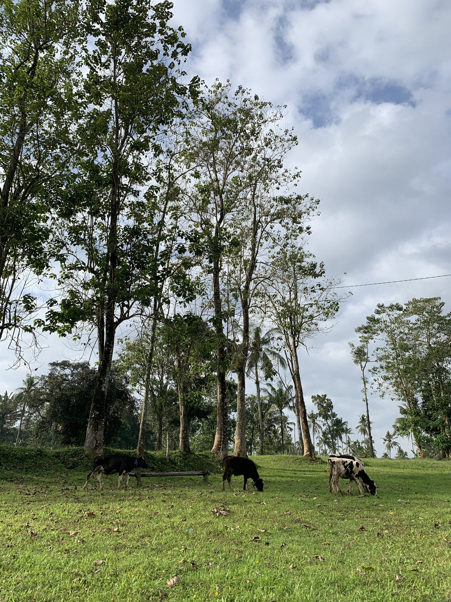 Two cows grazing at the wooded edge of the ranch pasture